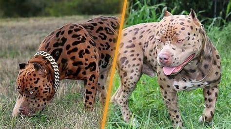 leopard pitbull